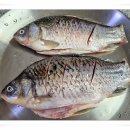 영천참붕어 이미지