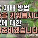 겨울에 심는 작물 중 1등, 봄동 재배 방법 및 파종시기 이미지