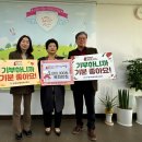 목화반점 이미지