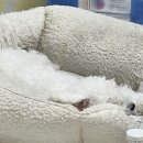 모여라댕댕이 이미지