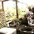 초림화원 Daum카페