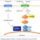 Re:Targeting Glutamine Metabolism for Cancer Treatment 2018 review논문 이미지