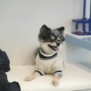 하랑이랑 애견카페 이미지