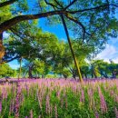 성주 경산리 성밖숲 이미지