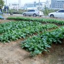 삼삼농장 이미지