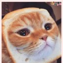 빵냥빵냥