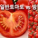 토마토 방울토마토 효능 공복 이미지