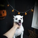 토리애견샵 이미지