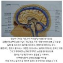 인간의 몸에서 설계가 잘못된 부분들 이미지