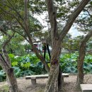 (꽃 구경) 논산 명재고택, 유봉영당, 보명사, 충곡서원, 연산향교 배롱나무, (허영만) 큰손식당