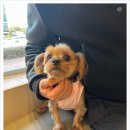 마음을 읽어주는 마음동물병원 네이버블로그