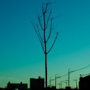 나무한그루 이미지