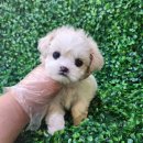 인천강아지분양 멍그레 | 인천강아지분양 버니두들 분양후기