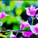 산보 이미지
