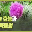 밀크씨슬 먹으면 효능 복용시간 술 안효능 정리합니다 이미지