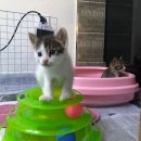 똥꼬발랄 이미지