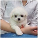 남촌도림동-30 이미지