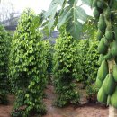 천지2농장 이미지