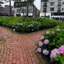 파주수국길(주) 이미지