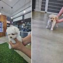강아지분양 애견입양 아이러브독 인천점 | 강아지분양 애견입양 아이러브독 인천점, 인천강아지분양의 전문가
