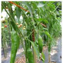 달리는족족 이미지