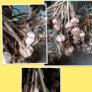 용두산농장 이미지