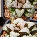 릴리(Lily) 이미지