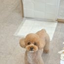 아몬드 몽몽 이미지