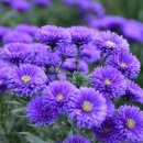 신안군, 퍼플섬 아스타국화 꽃 축제 10월 말에.. 이미지