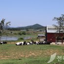 상하푸른목장 네이버블로그