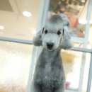 디디애견미용 이미지