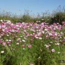 회성동293 이미지