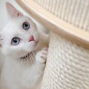 ㈜카길애그리퓨리나 김해 | 고양이 볼트 모트 사료 알아보기