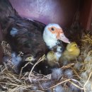 밤실흑염소농장 이미지