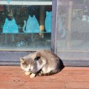 라하농장 이미지