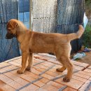 내눈안경 이미지