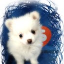 말티네 집 이미지