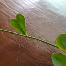 벌교주유소 이미지