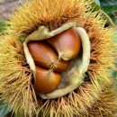 이평농장 이미지