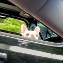 오늘도 신나개 이미지