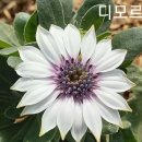 디모르 이미지