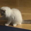 파주고양이미용 반하나캣 이미지