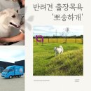 뽀송하개 이미지