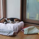 오물오물 이미지