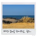 올레18코스, 제주 조천 ‘죽도(대섬)’ 산책 장소 추천! 웨딩스냅장소, 강아지 산책 추천, 돌탑공원