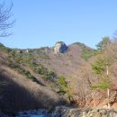 [#10]봄맞이 꽃 천국_천성산 상리천 야생화 &#39;24.3.10(일)