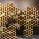 꿀벌랜드 이미지