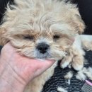 축복 펫살롱 이미지