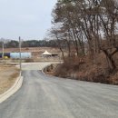 비봉진돗개 이미지