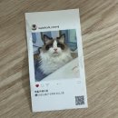 랙돌카페냐옹 이미지